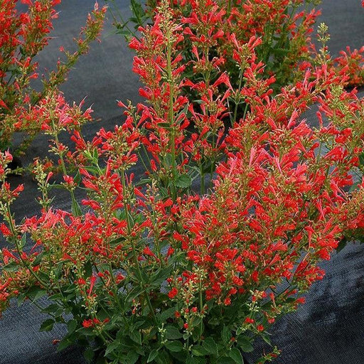 Hyssop, Kudos™ Red Hummingbird Mint