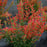 Hyssop, Kudos™ Red Hummingbird Mint