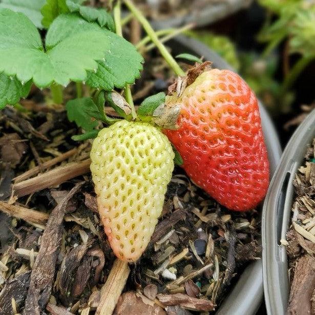 Strawberry, Sweet Kiss™ Strawberry