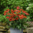Coneflower, Artisan™ Red Ombre Coneflower