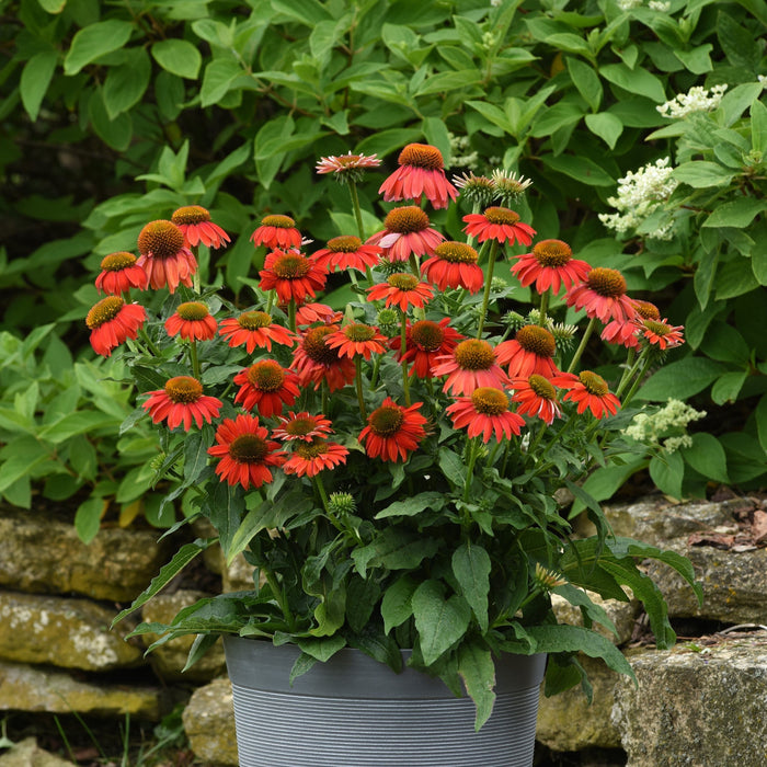 Coneflower, Artisan™ Red Ombre Coneflower