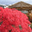 Maple, Crimson Queen Japanese Maple