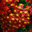 Yarrow, Strawberry Seduction Yarrow