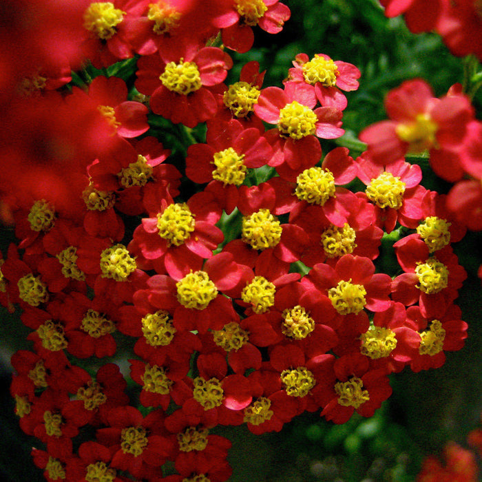 Yarrow, Strawberry Seduction Yarrow