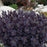 Sedum, Sunsparkler® Plum Dazzled