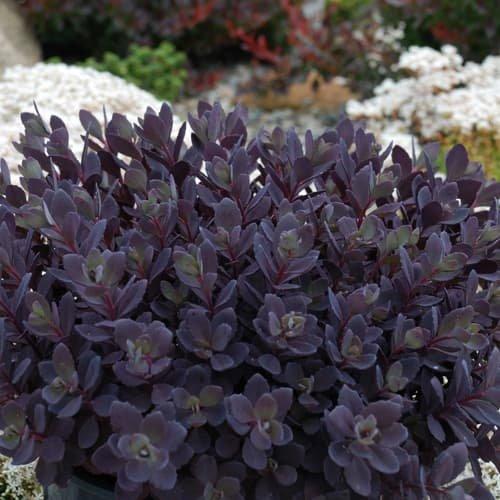 Sedum, Sunsparkler® Plum Dazzled