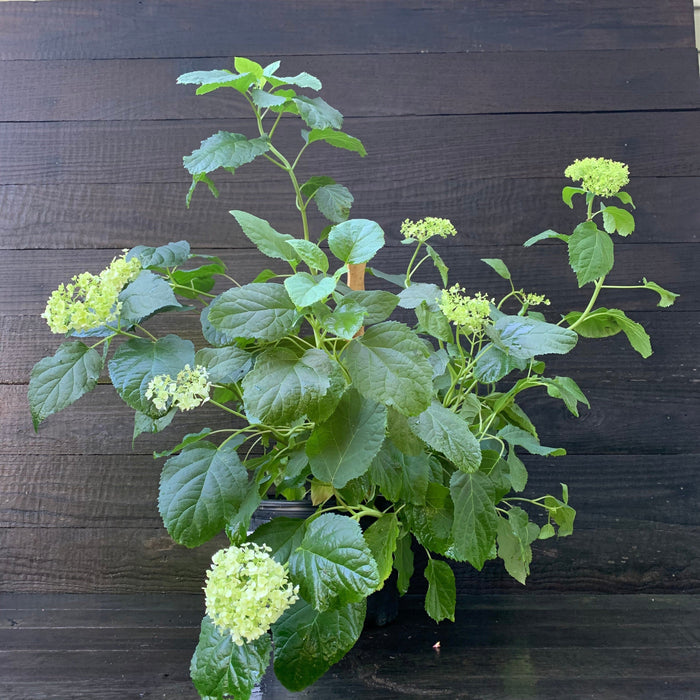 Hydrangea, Annabelle Mophead Hydrangea