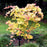 Maple, Autumn Moon Japanese Maple