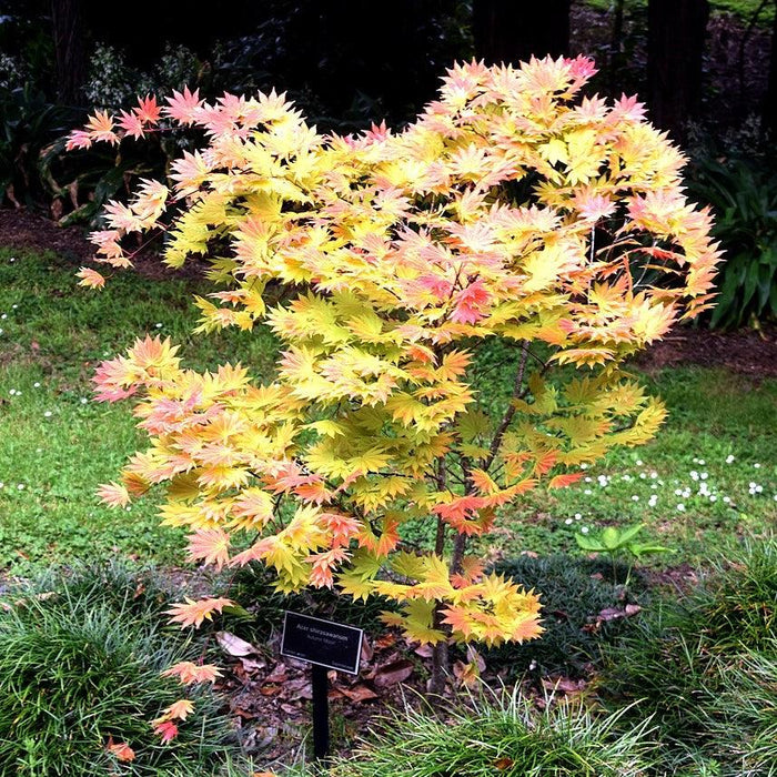 Maple, Autumn Moon Japanese Maple