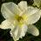 Daylily, Sunday Gloves Daylily