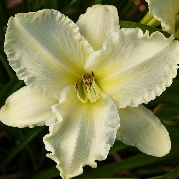 Daylily, Sunday Gloves Daylily