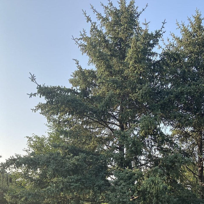 Spruce, Meyer Spruce