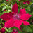 Clematis, Nubia™ Clematis