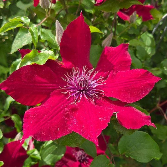 Clematis, Nubia™ Clematis