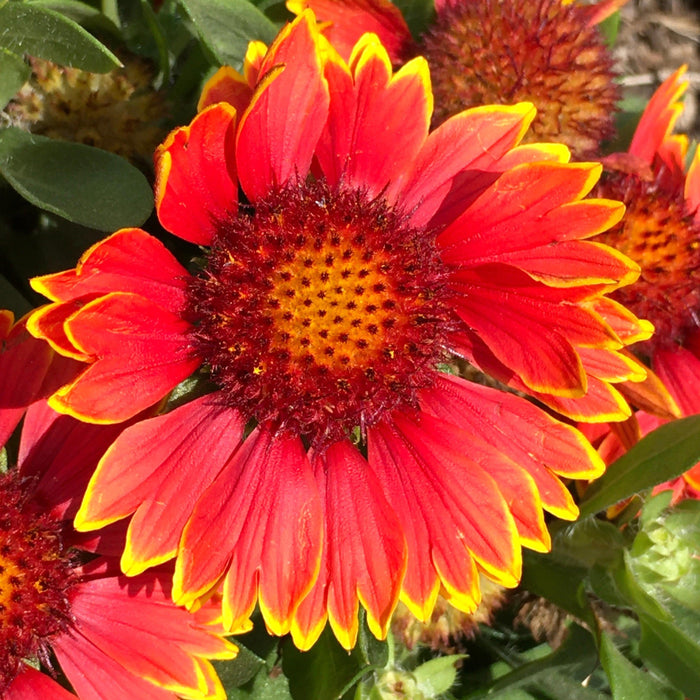 Blanket Flower, Spintop™ Orange Halo Blanket Flower