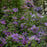 Clematis, Tumaini™ Clematis