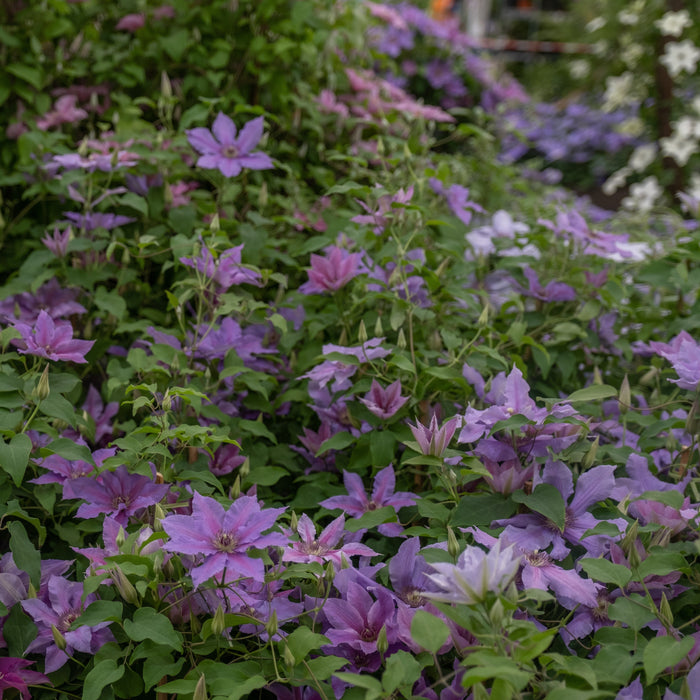 Clematis, Tumaini™ Clematis
