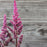 Astilbe, Vision in Red Chinese Astilbe