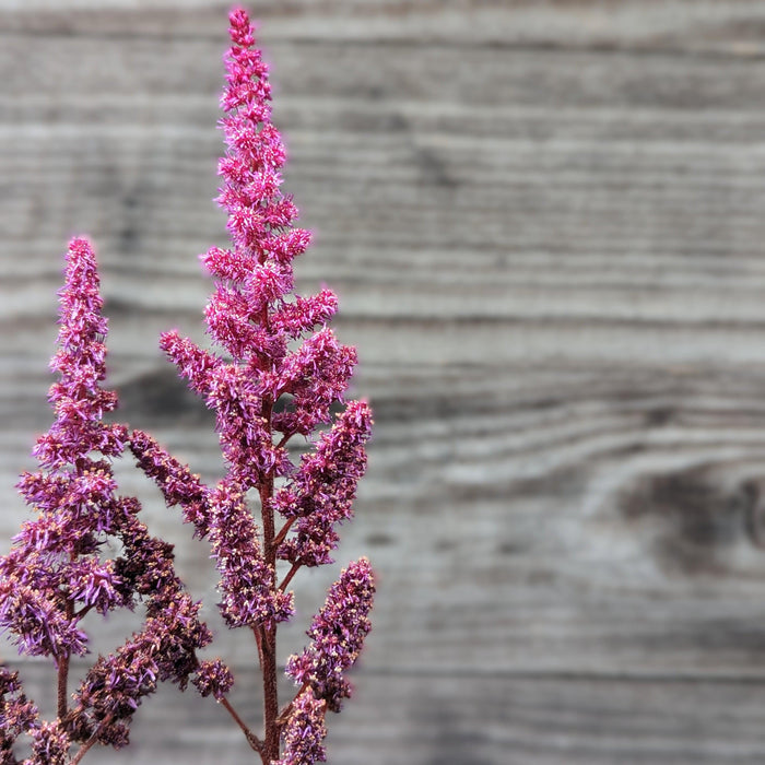 Astilbe, Vision in Red Chinese Astilbe