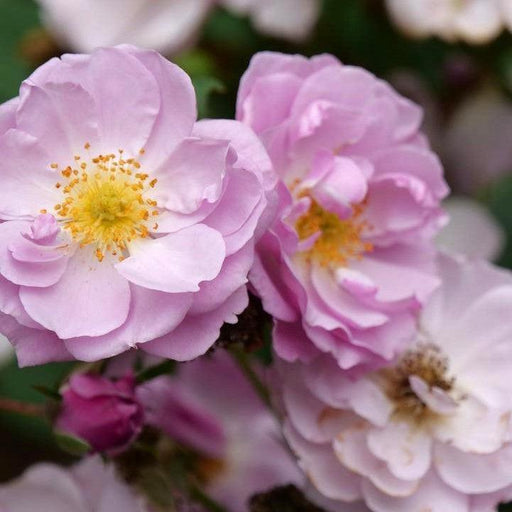Rose, Rise Up® Lilac Days® Climbing Rose