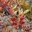 Chokeberry, Brilliant Red Chokeberry