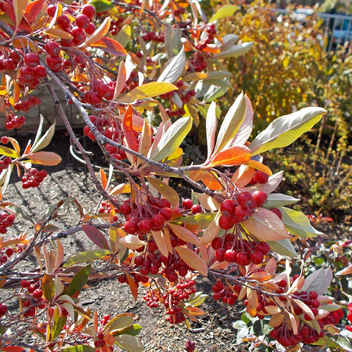 Chokeberry, Brilliant Red Chokeberry