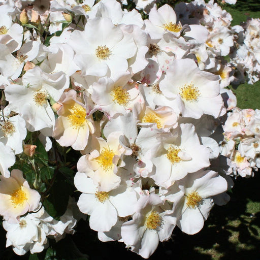 Rose, Sally Holmes Climbing Rose