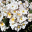 Rose, Sally Holmes Climbing Rose