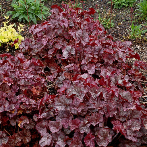 Coral Bells, Northern Exposure™ Silver Heuchera