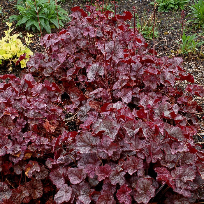 Coral Bells, Northern Exposure™ Silver Heuchera