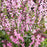 Salvia, Color Spires® Pink Dawn Salvia