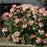 Rhododendron, Percy Wiseman Rhododendron