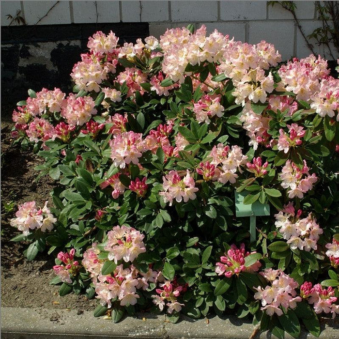 Rhododendron, Percy Wiseman Rhododendron