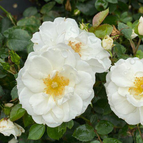 Rose, PW® Color Choice® Oso Easy Ice Bay® Rose