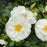 Rose, PW® Color Choice® Oso Easy Ice Bay® Rose