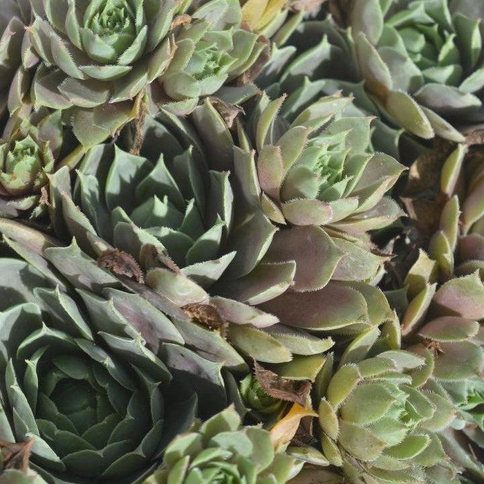 Sempervivum, Pacific Blue Ice Hens and Chicks
