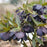 Hellebore, Honeymoon® Dark and Handsome Lenten Rose