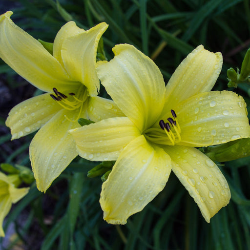 Daylily, Hyperion Daylily