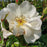 Rose, Easy Elegance® Oscar Peterson™ Rose