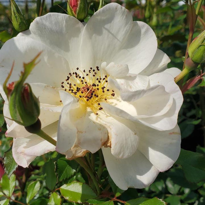 Rose, Easy Elegance® Oscar Peterson™ Rose