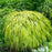 Grass, Golden Japanese Forest Grass, Hakone Grass