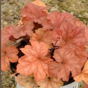 Coral Bells, Dolce® Toffee Tart Heuchera