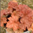 Coral Bells, Dolce® Toffee Tart Heuchera