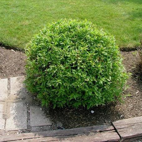 Dogwood, Huron® Dogwood