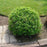 Dogwood, Huron® Dogwood