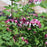 Bleeding Heart, Fern-Leaf Bleeding Heart