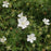 Cranesbill, White Bloody Cranesbill