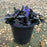 Bugle Weed, Black Scallop Bugle Weed