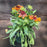 Blanket Flower, Spintop™ Copper Sun Blanket Flower