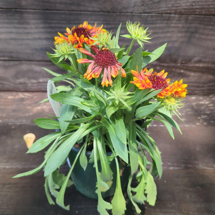 Blanket Flower, Spintop™ Copper Sun Blanket Flower